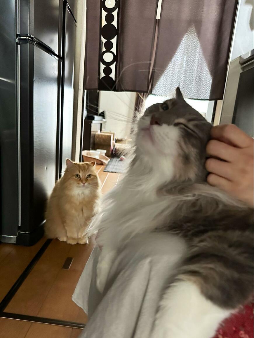 「大好きなママ」を同居猫にとられた猫　わかりやすすぎるリアクションに笑ってしまう