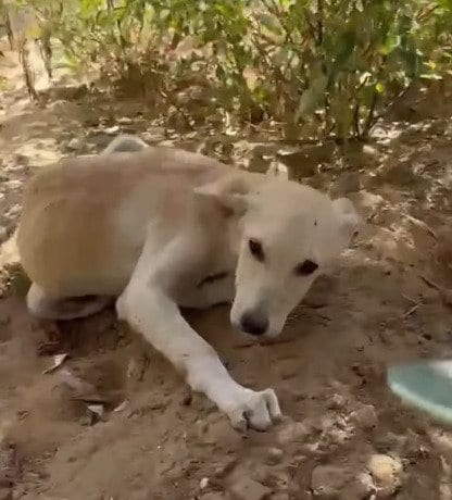 「殺鼠剤」による中毒を起こしていた子犬を救助 集中治療を受ける姿に「早く元気になって」