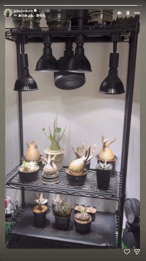 出所：坪倉由幸のInstagram（＠y.tsubokura）　参照日：2026年3月11日