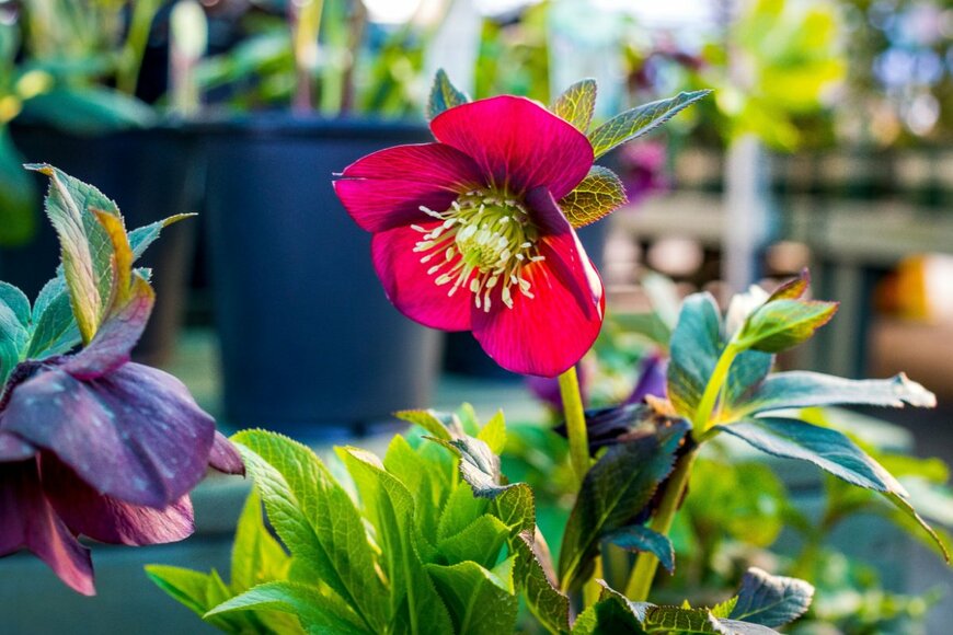 Bria Sativa Aguayo/shutterstock.com