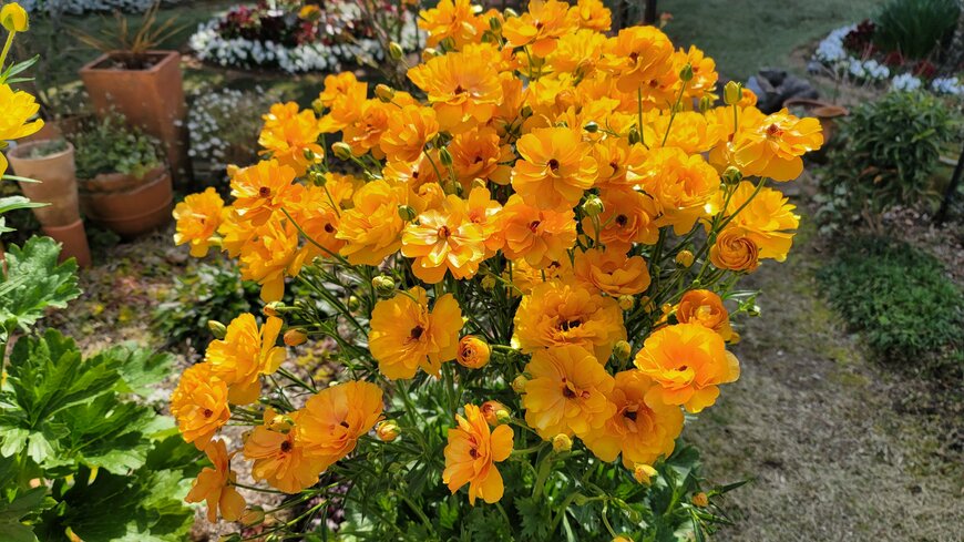 1苗で「春の庭がなんだか寂しい」を解決！わが家の庭で毎年モリモリ咲く「ラナンキュラスラックス」植えっぱなしOKの宿根草