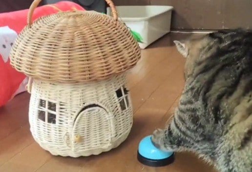 【種族を超えた友情】猫がベルを鳴らすと…→息ぴったりなカメの行動に思わず二度見