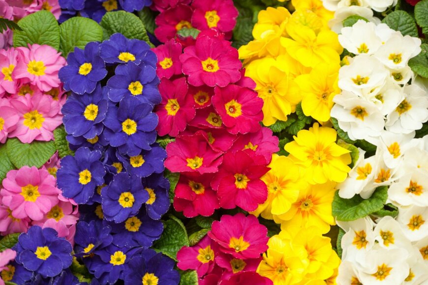 プリムラ・ジュリアン　yoshi0511/shutterstock.com