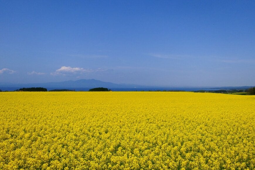 yoshimi maeda/shutterstock.com