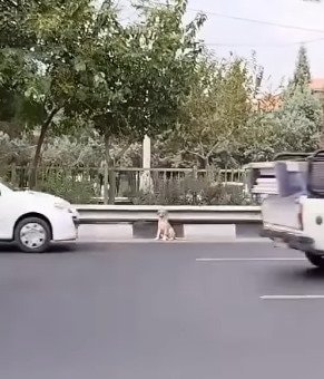 「交通量の多い高速道路」でおびえていた犬を発見　親切な男性が食べ物で警戒心を和らげ「無事に救助」