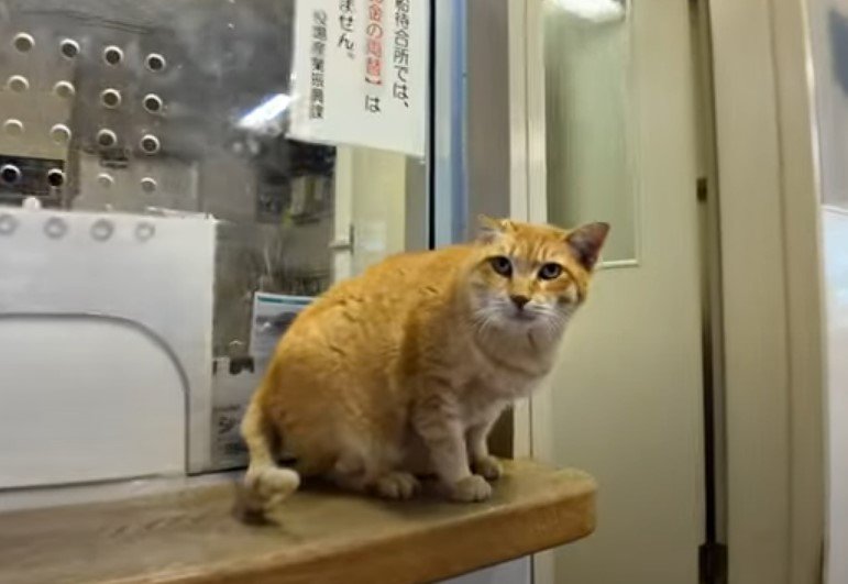 「ゆっくりしていくニャ」フェリーの切符売り場が猫カフェに！？おもてなし上手な猫ちゃんを発見しました