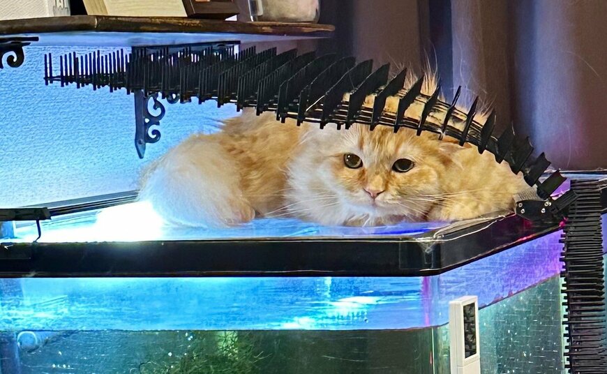 出所：@NEKOLAND13