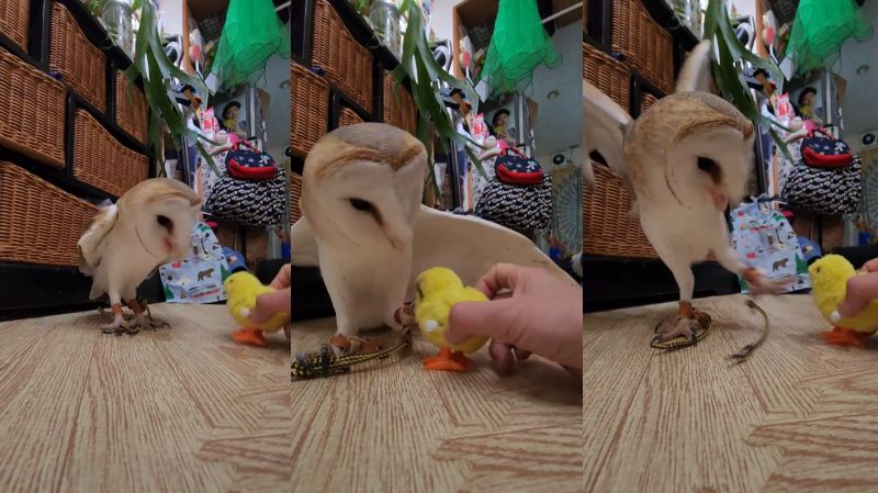 出所：@miki4wan108