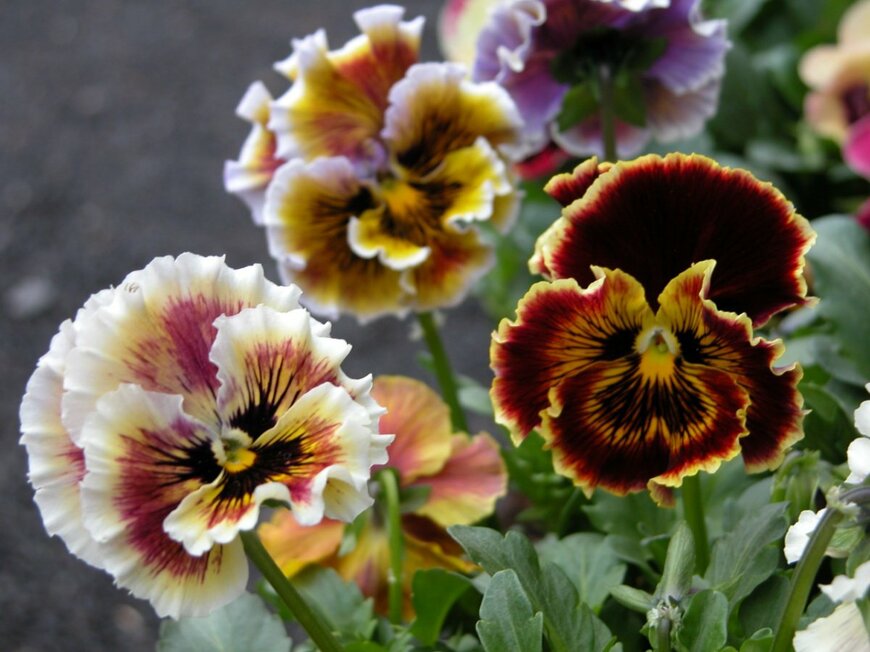                                                                 debblarr/shutterstock.com