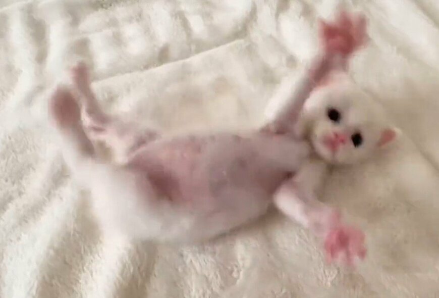 出所：@meltube_cat