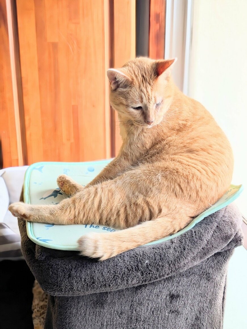 ぼんやり顔の猫が、別の日は「おじにゃん」ポーズ…休日のお父さんそのものな姿に「くつろぎ可愛い」の声