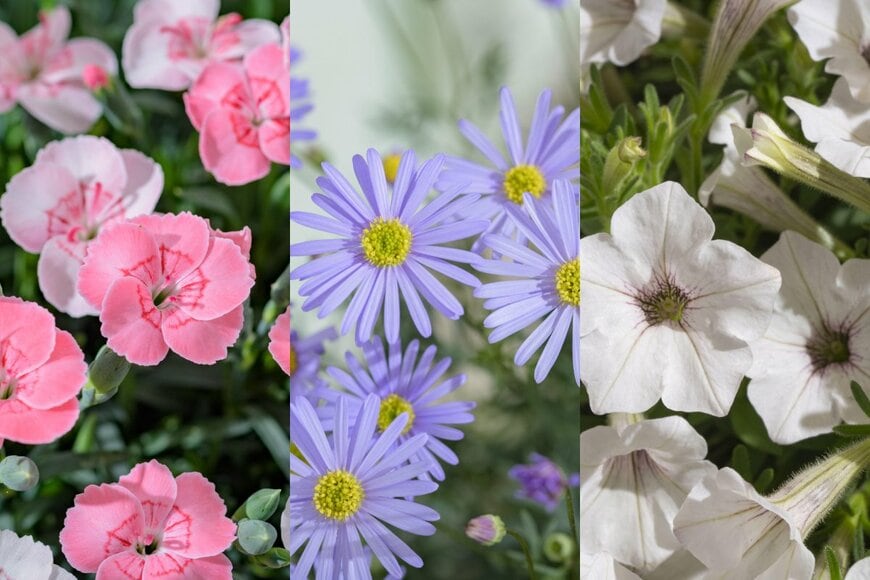 玄関先にも飾りやすい！春から〈まとまりよく長く咲く花〉3つ。コンパクトサイズでも楽しめるがうれしい！