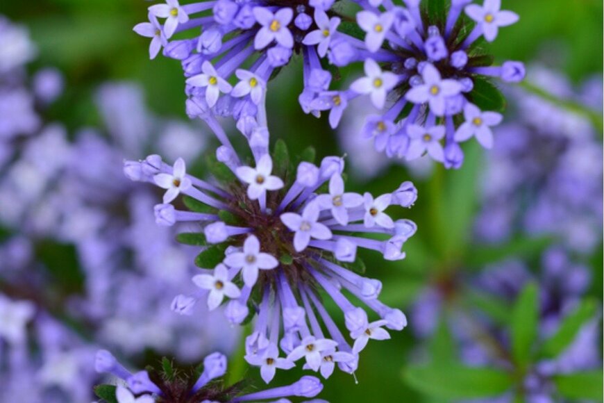 magicflute002/istockphoto.com 