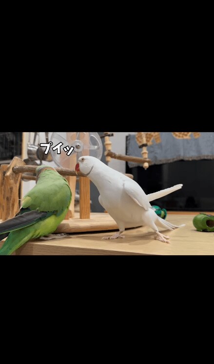 出所：@zundamame_cockatiel