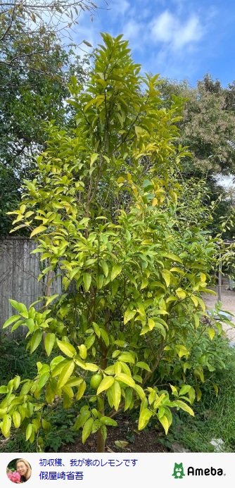 出所：假屋崎省吾のAmebaブログ 参照日：2025年10月1日