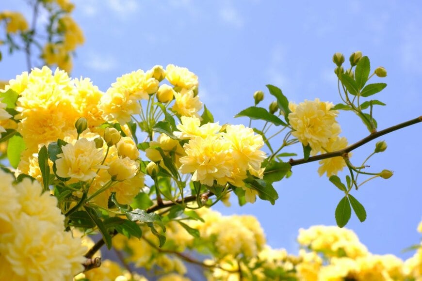 モッコウバラ　　shepherdsatellite/shutterstock.com