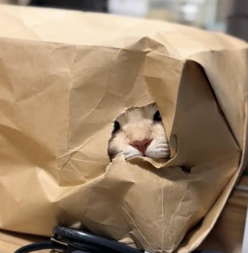 「破壊力あるw」袋に入った猫→飼い主が指を出すと…思わずビックリする反応が反響！