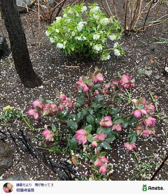 出所：假屋崎省吾の公式ブログ　参照日：2026年2月26日