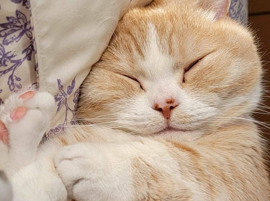 出所：@nekotansoku