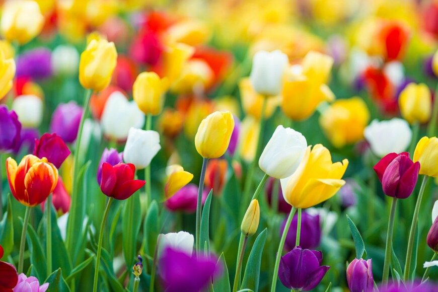 idizimage/istockphoto.com