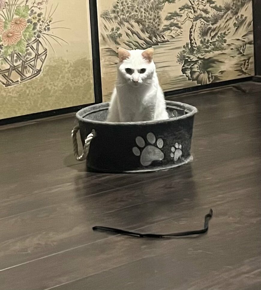 猫ちゃんの「おもちゃを振れ」要望にこたえた結果…まさかの展開に爆笑！