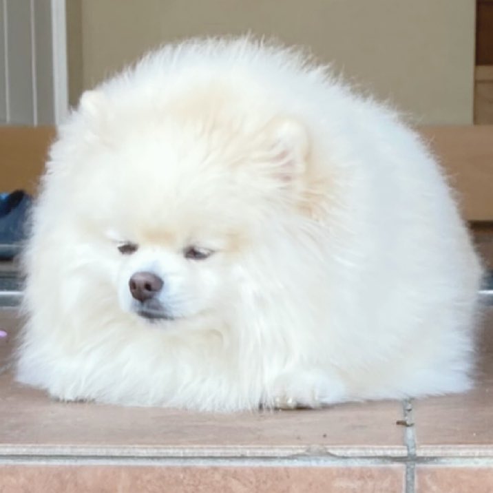 出所：@chikuwa78107742