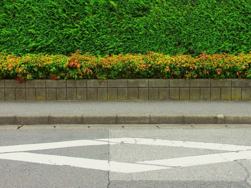 道端で目撃した「アヒルの親子」　応援したくなる光景に「可愛くてホッコリ」「お母さん偉い」