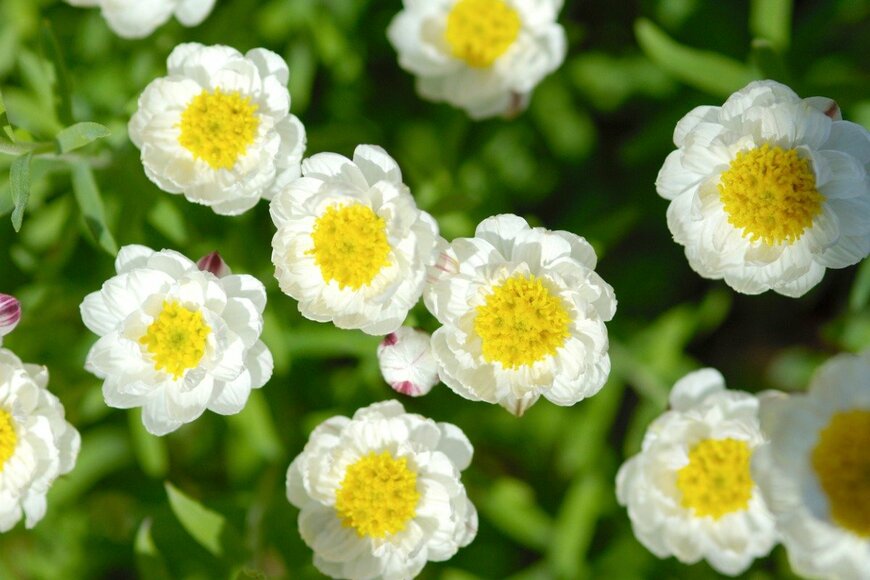 【ガーデニング】春のオススメ一年草8選！清楚でキュートな花々