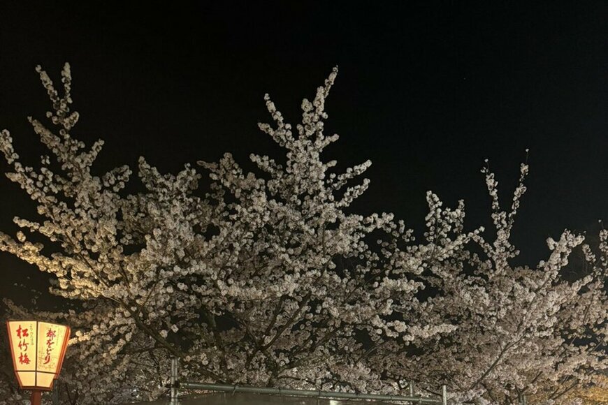 京都の夜桜の下にあふれる大量のゴミの山　お花見のマナー違反を皮肉で表した投稿に11万いいね