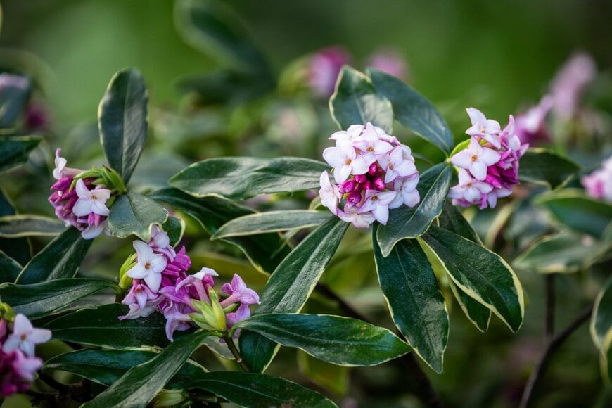 白い花を咲かせている、ジンチョウゲ。つぼみはピンク色