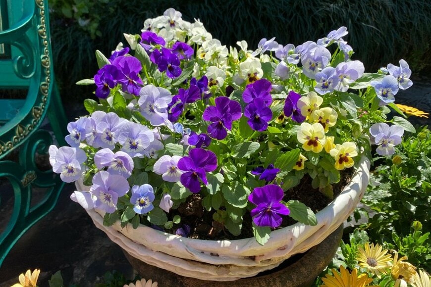 春ガーデンの主役になる「パンジー・ビオラ」