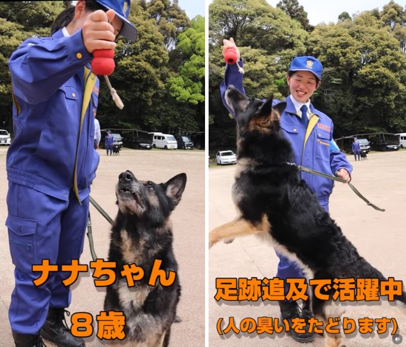 警察犬動画