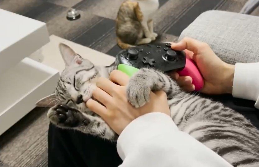 ゲームを全力で阻止する猫