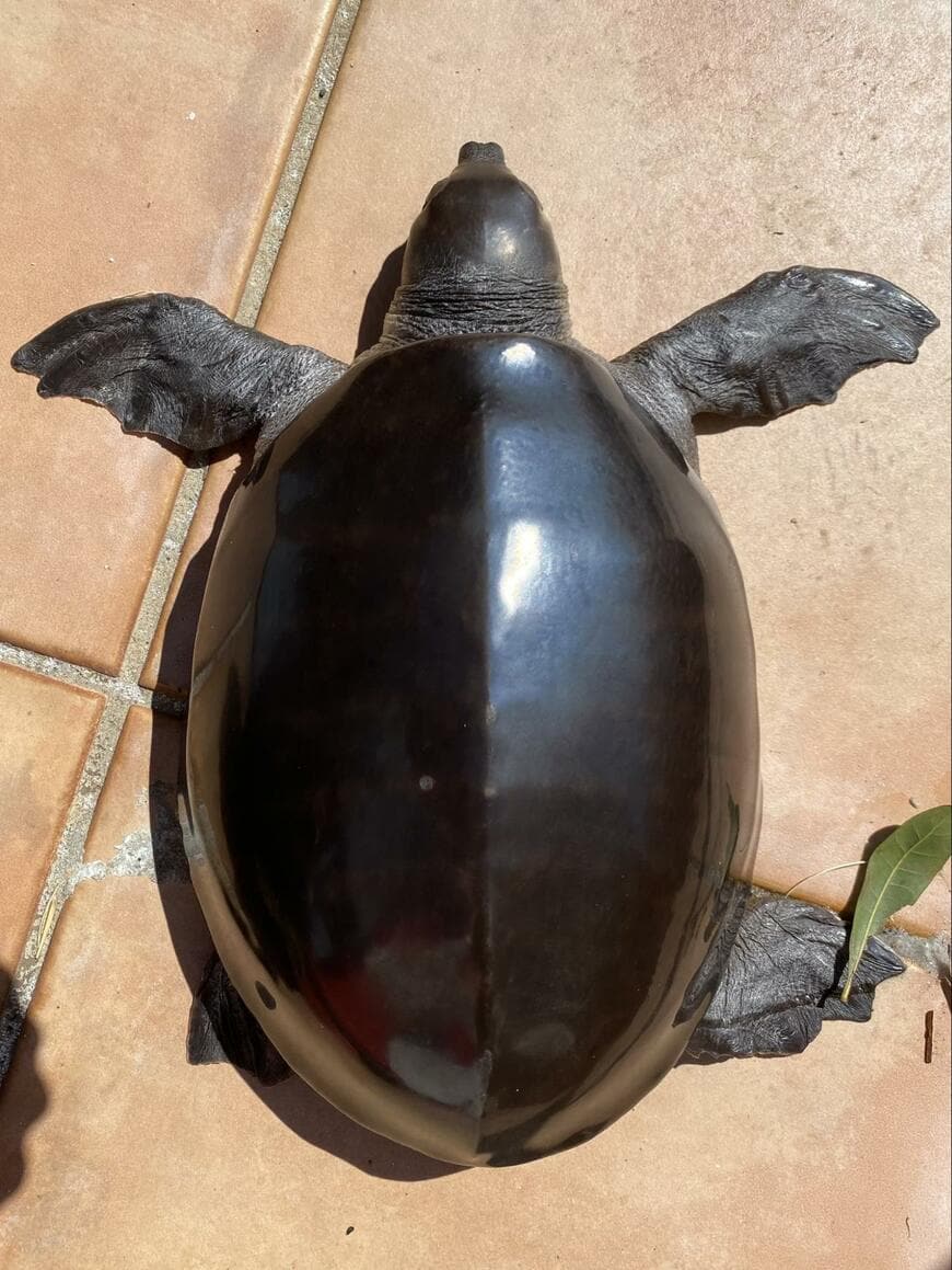 ツヤツヤなカメ