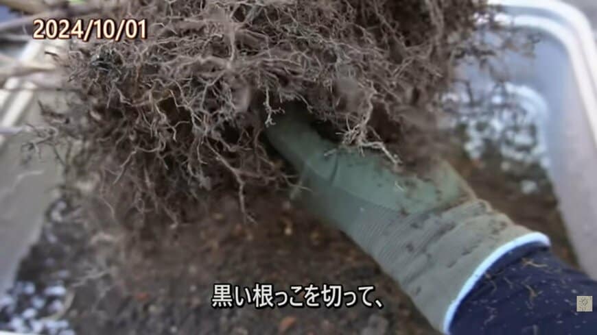 掘り上げたアジサイの根を切っている