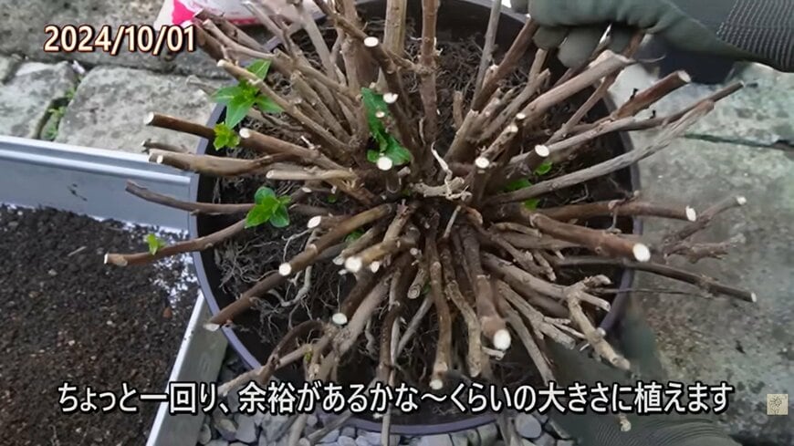 アジサイの植え替え・鉢