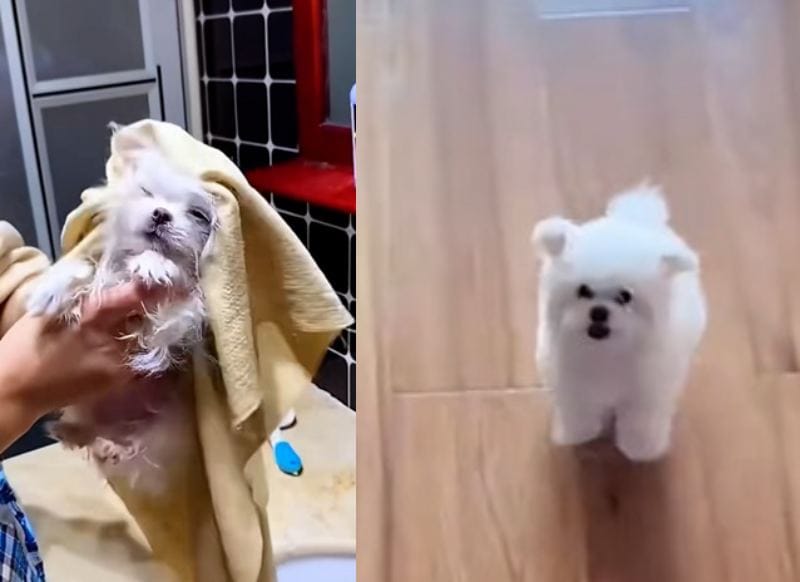 出所：<u><a href="https://www.tiktok.com/@rescue.sweet/video/7509495322389957934" target="_blank">@rescue.sweet</a></u>