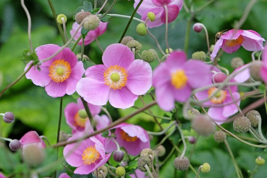 ピンクの花を咲かせている、シュウメイギク