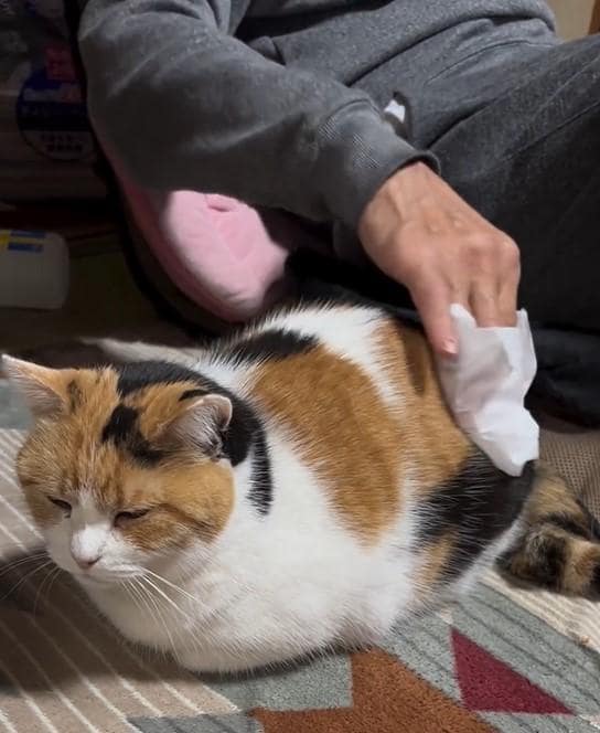 うっとりする猫