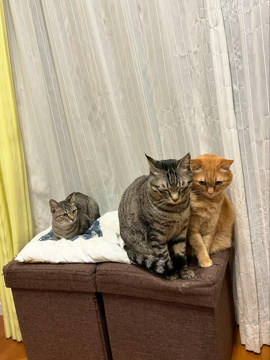 2匹と1匹の猫