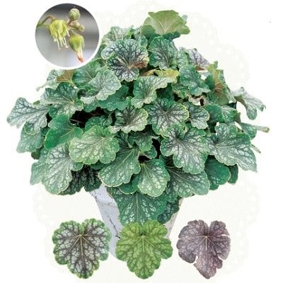 PROVEN WINNERS（プルーブンウィナーズ）　ヒューケラ ドルチェ