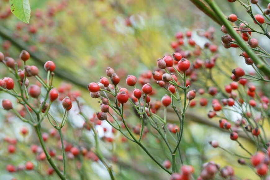 葉を落とした枝に、赤く小さな丸い実をつけているノイバラ