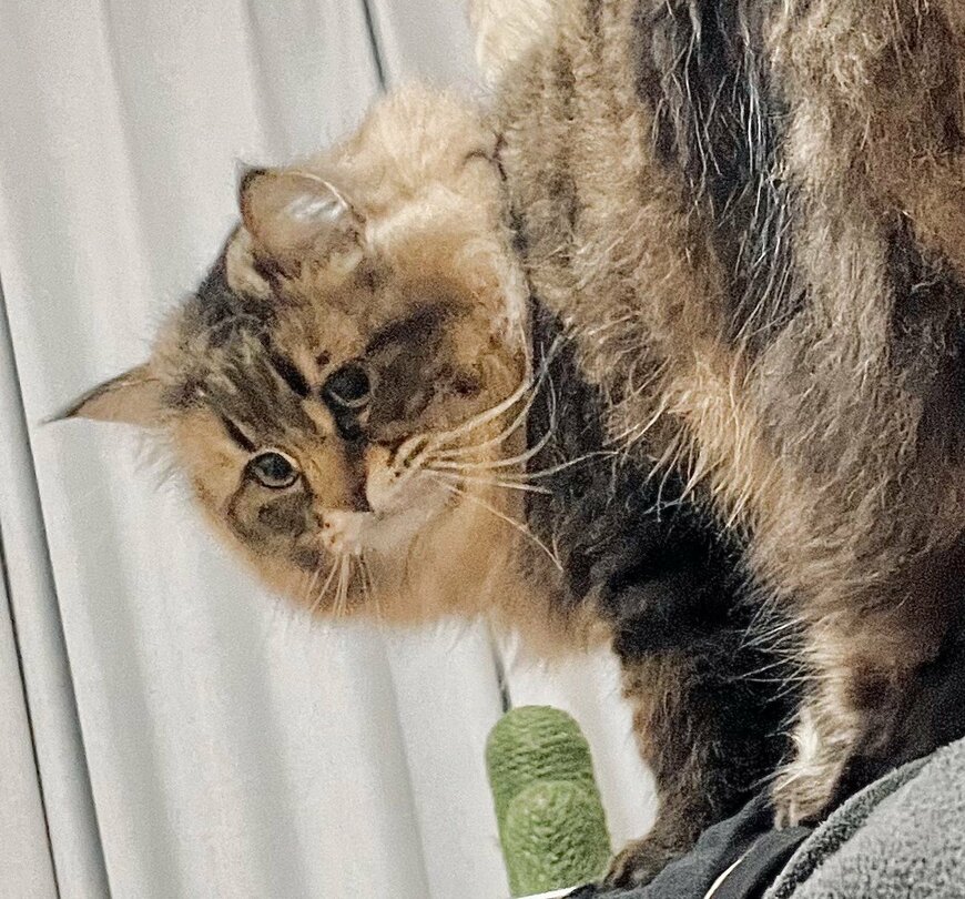 飼い主さんに乗る猫