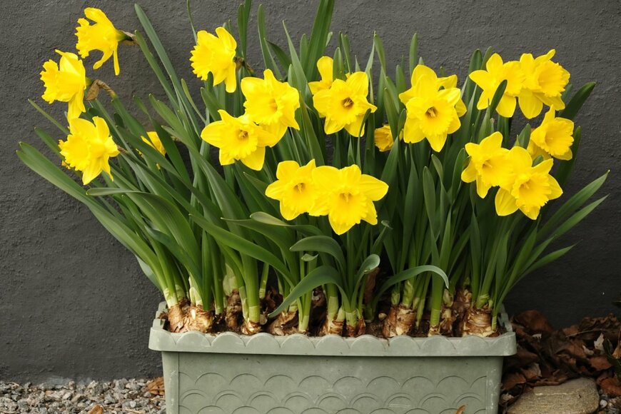 黄色いスイセンの花