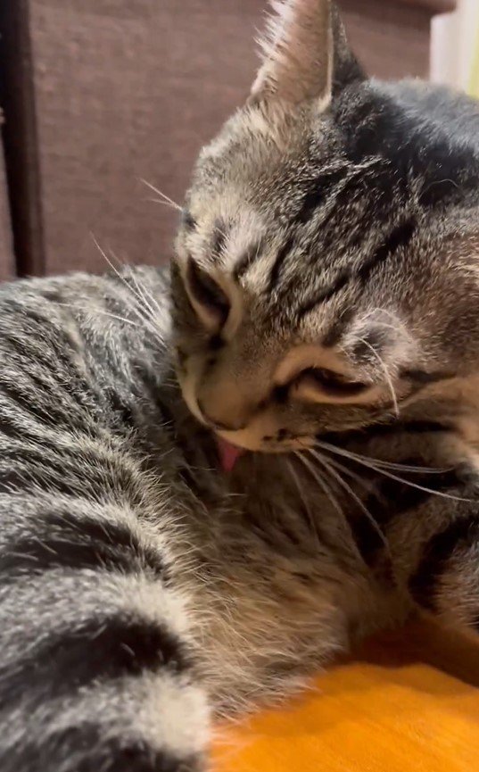 毛づくろいする猫