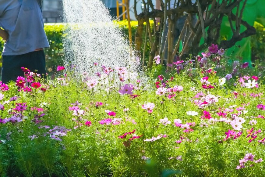 ピンクのコスモスの花々と水やりをする人。