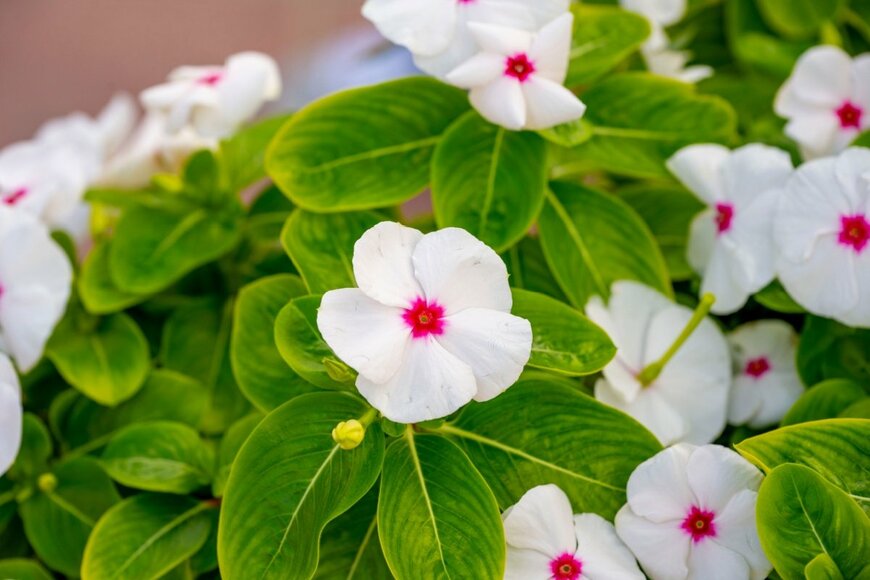 中心が赤色で花びらが白のニチニチソウ