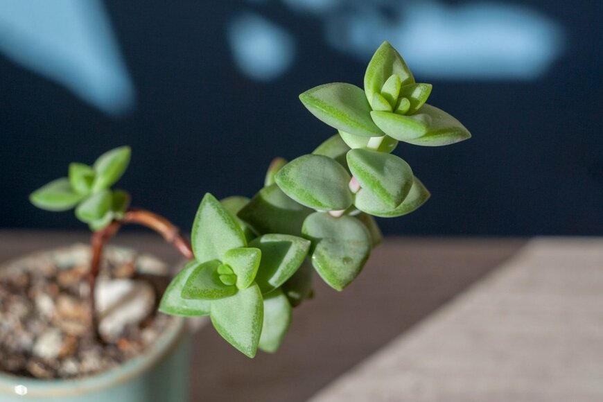 クラッスラ「星の王子」