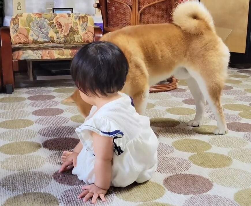 柴犬と女の子
