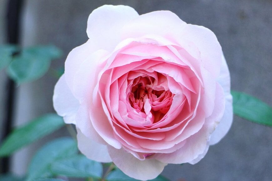 優しいピンク色のバラ、オリビア・ローズ・オースティン